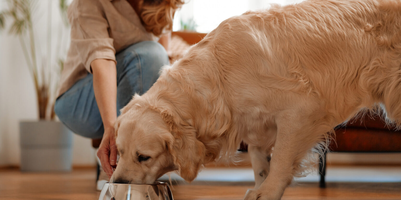 Feeding time! An adult woman brought a bowl of food to her pet Labrador dog. Dog eating dry food from a bowl in the living room at home.